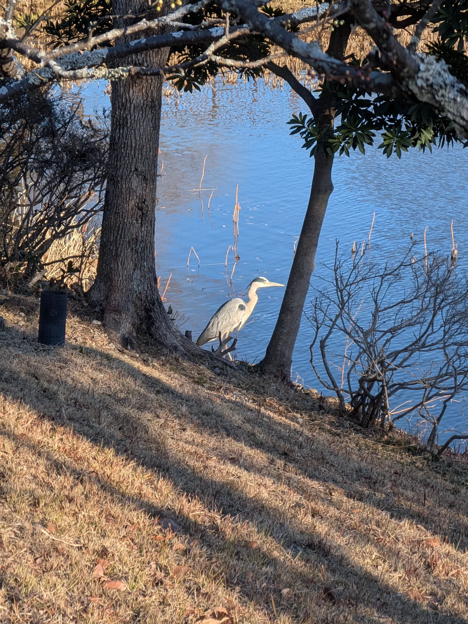 池のほとりに佇むアオサギ