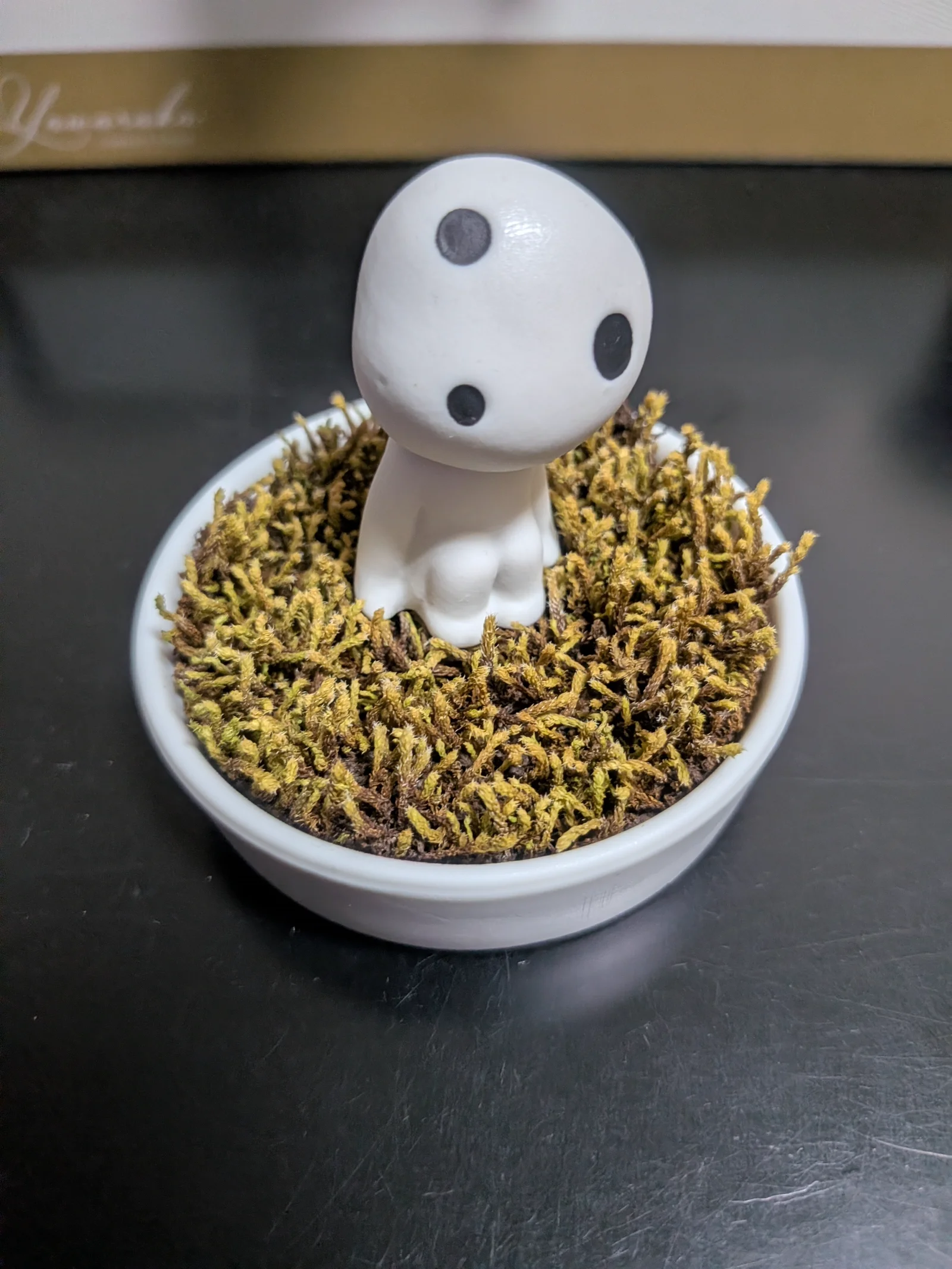 コダマ 苔鑑賞セット