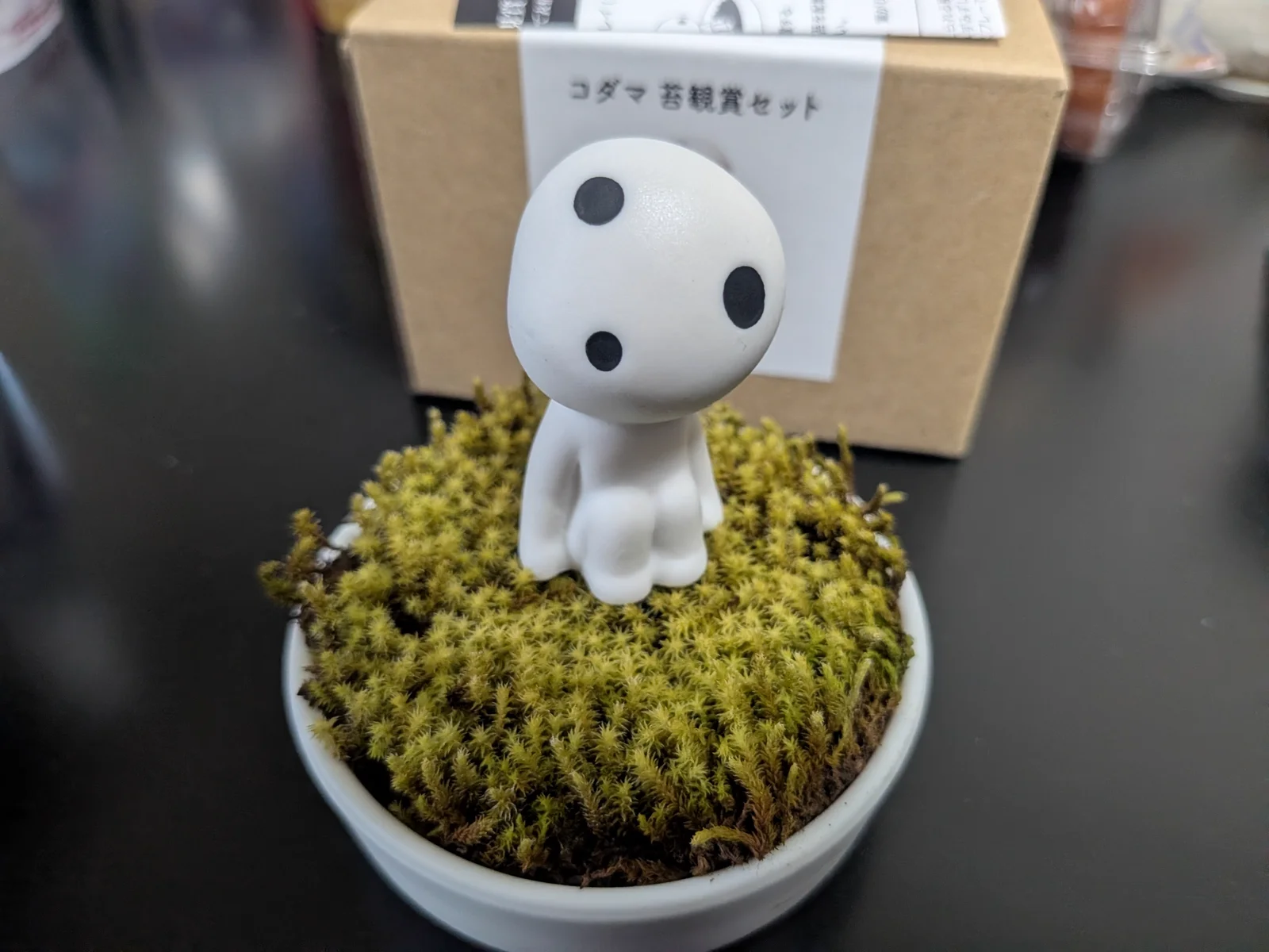 コダマ 苔鑑賞セット