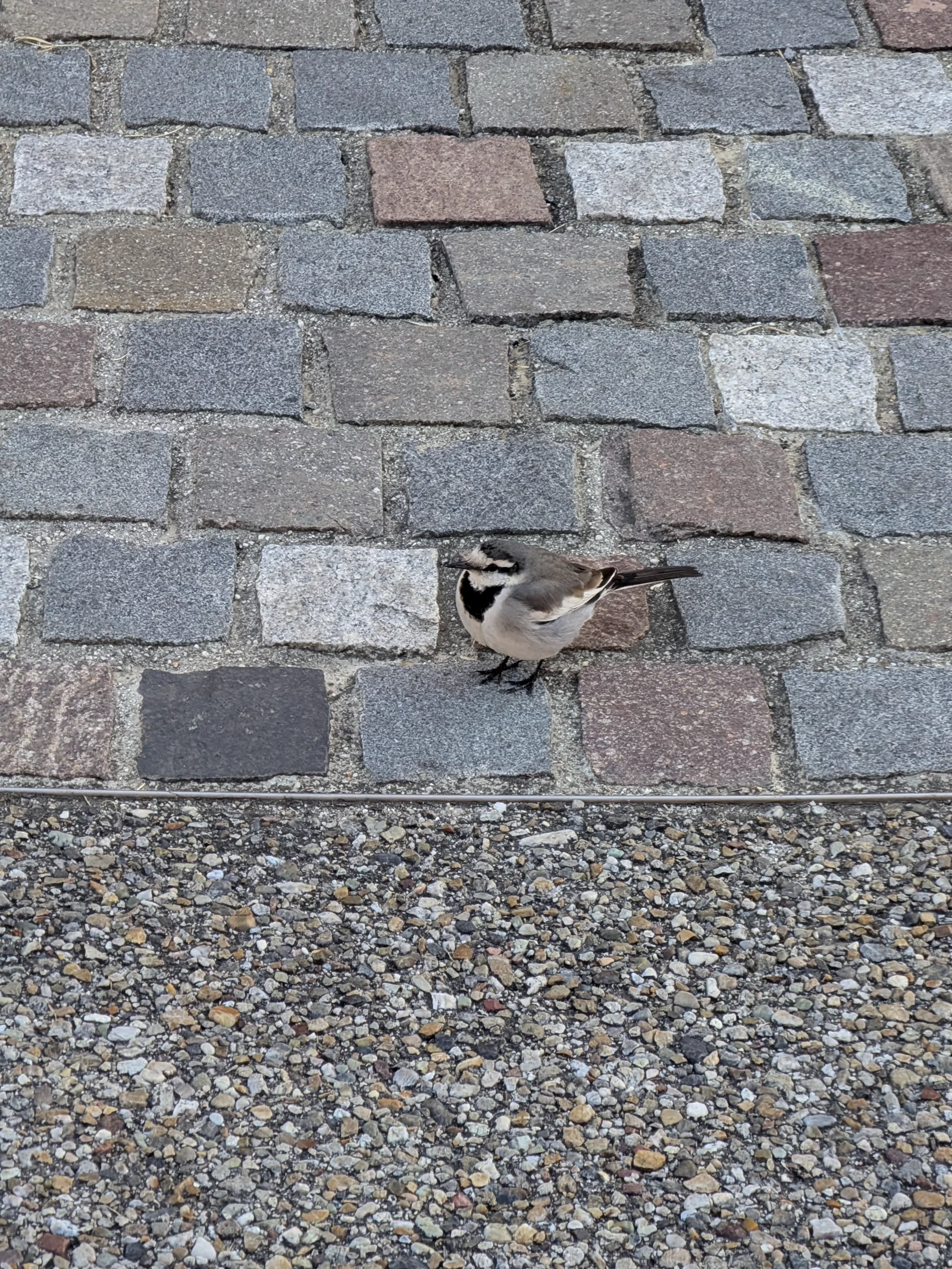 石畳の上を歩くハクセキレイ