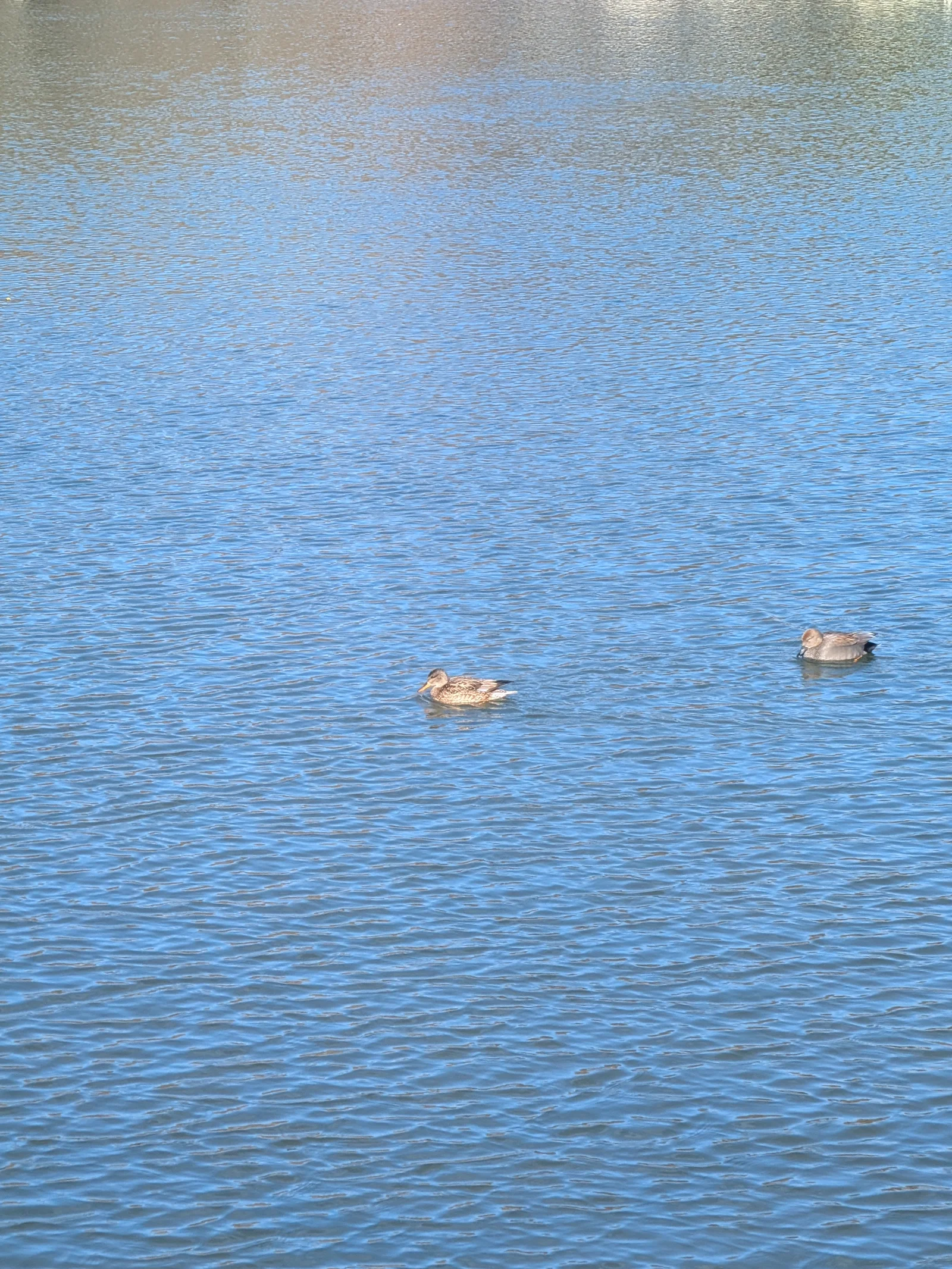 池を泳ぐカモたち