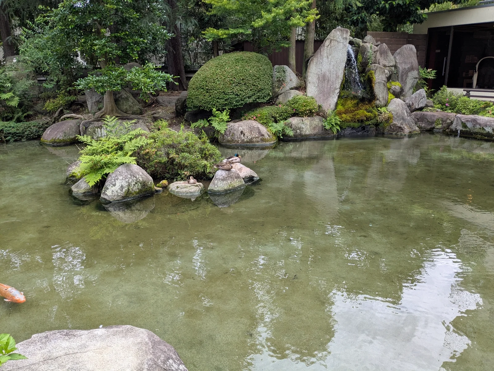 待ち構える鴨親子