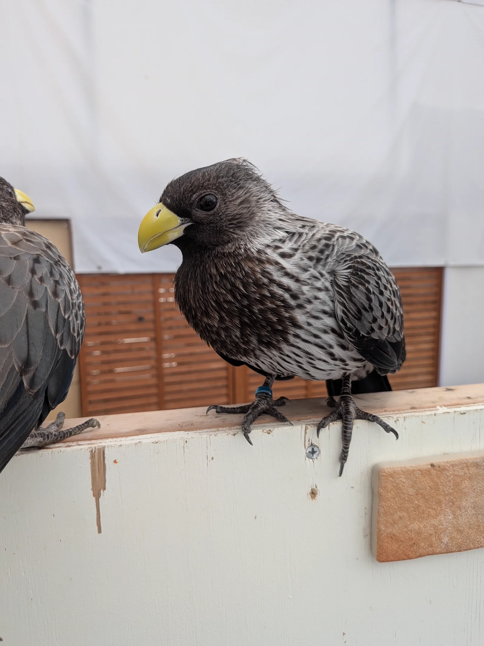 黄色いくちばしが可愛らしいハイイロエボシドリ