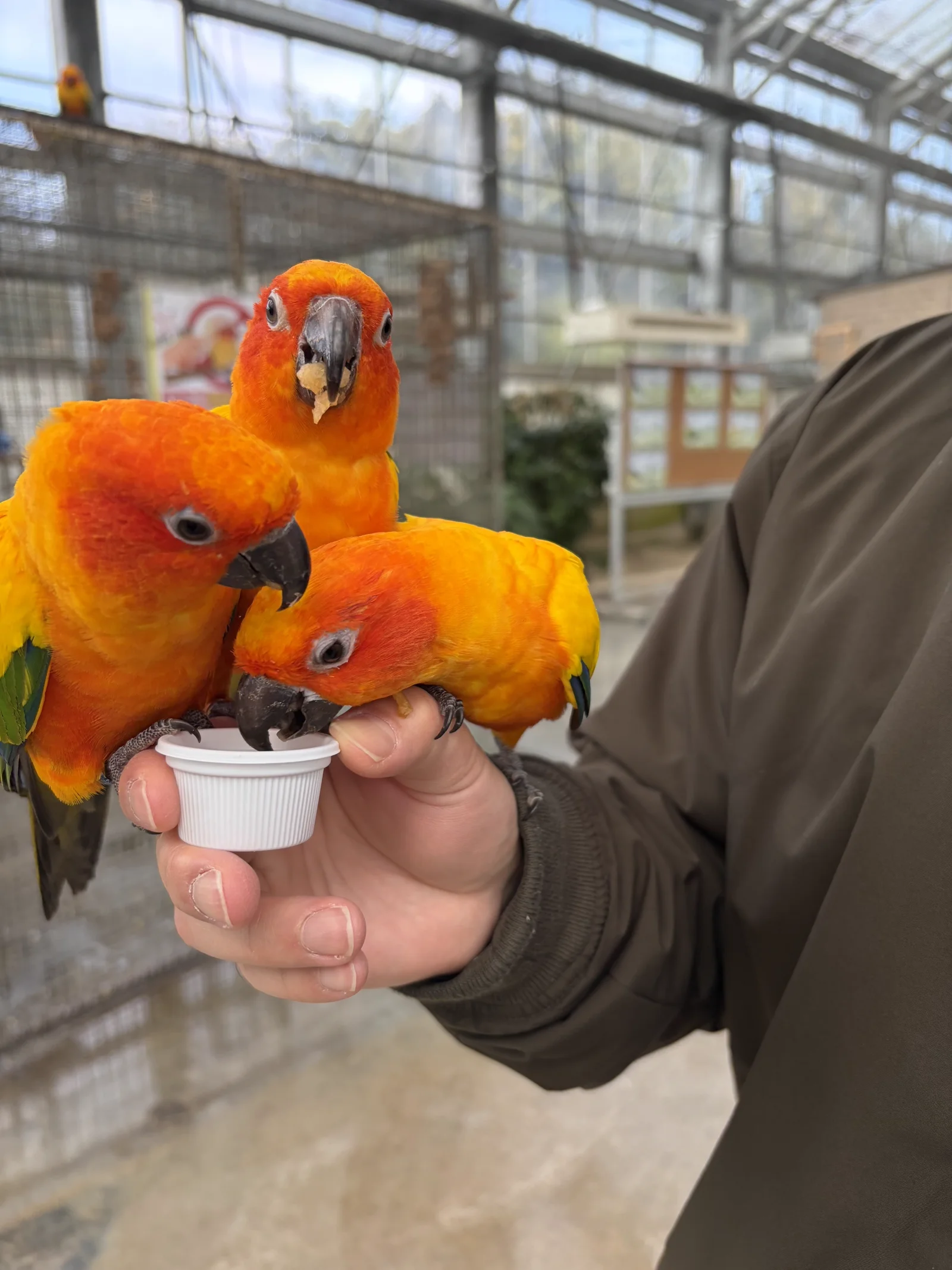 色鮮やかなコガネメキシコインコたちの餌やり