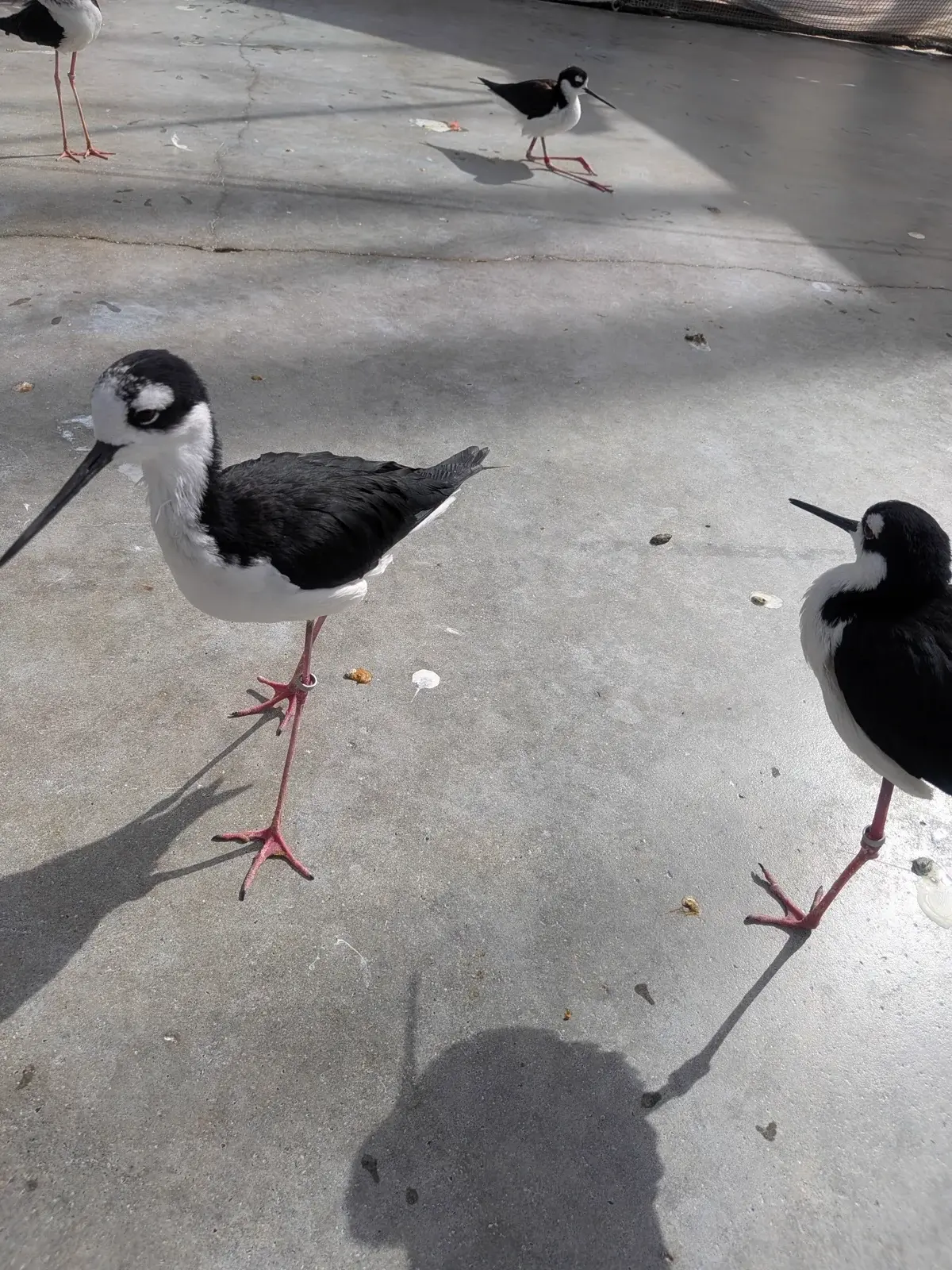 細くて長い脚を持つクロエリセイタカシギ