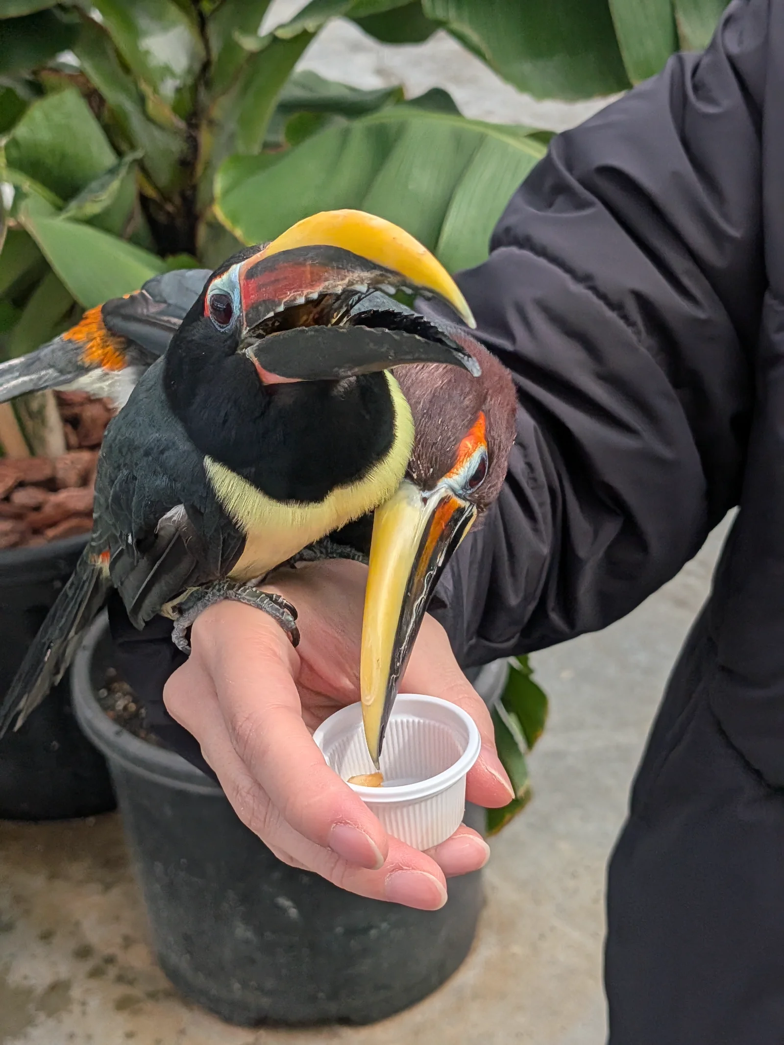大きな口を開けてエサをもらっているチョウハシ