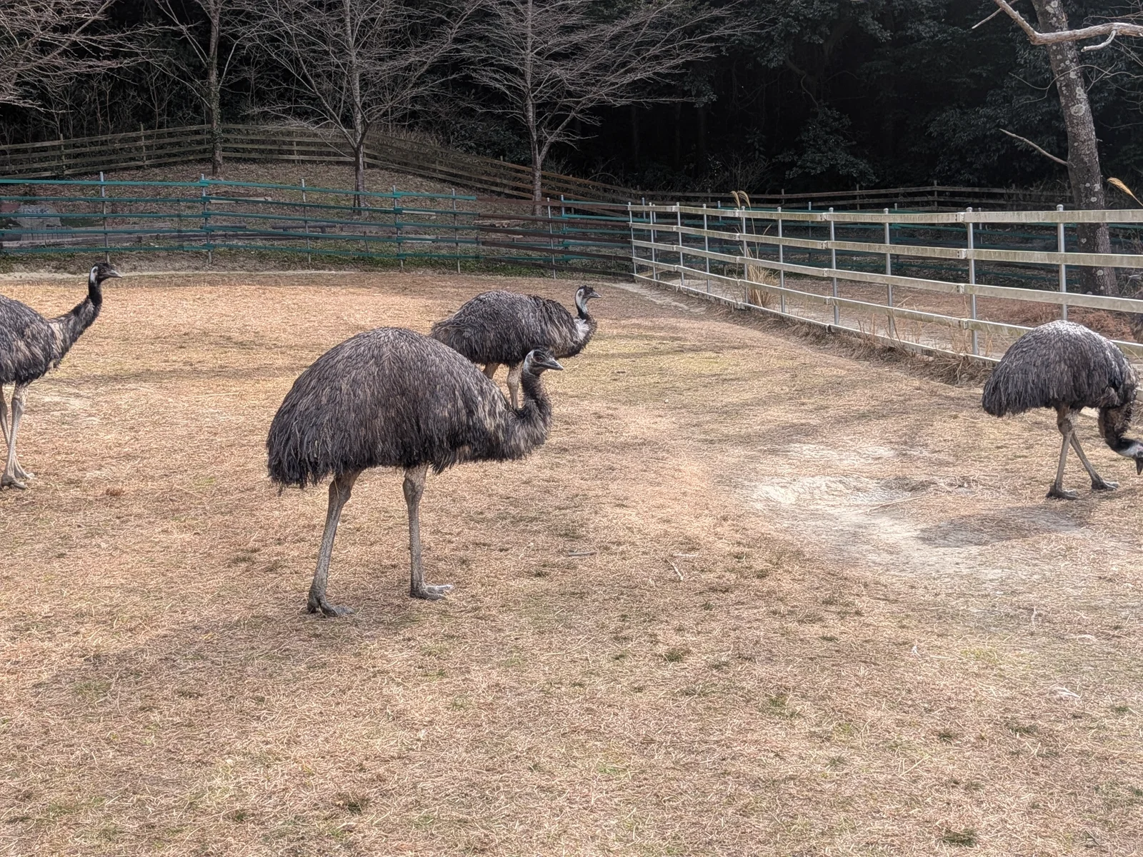 迫力満点のエミュー