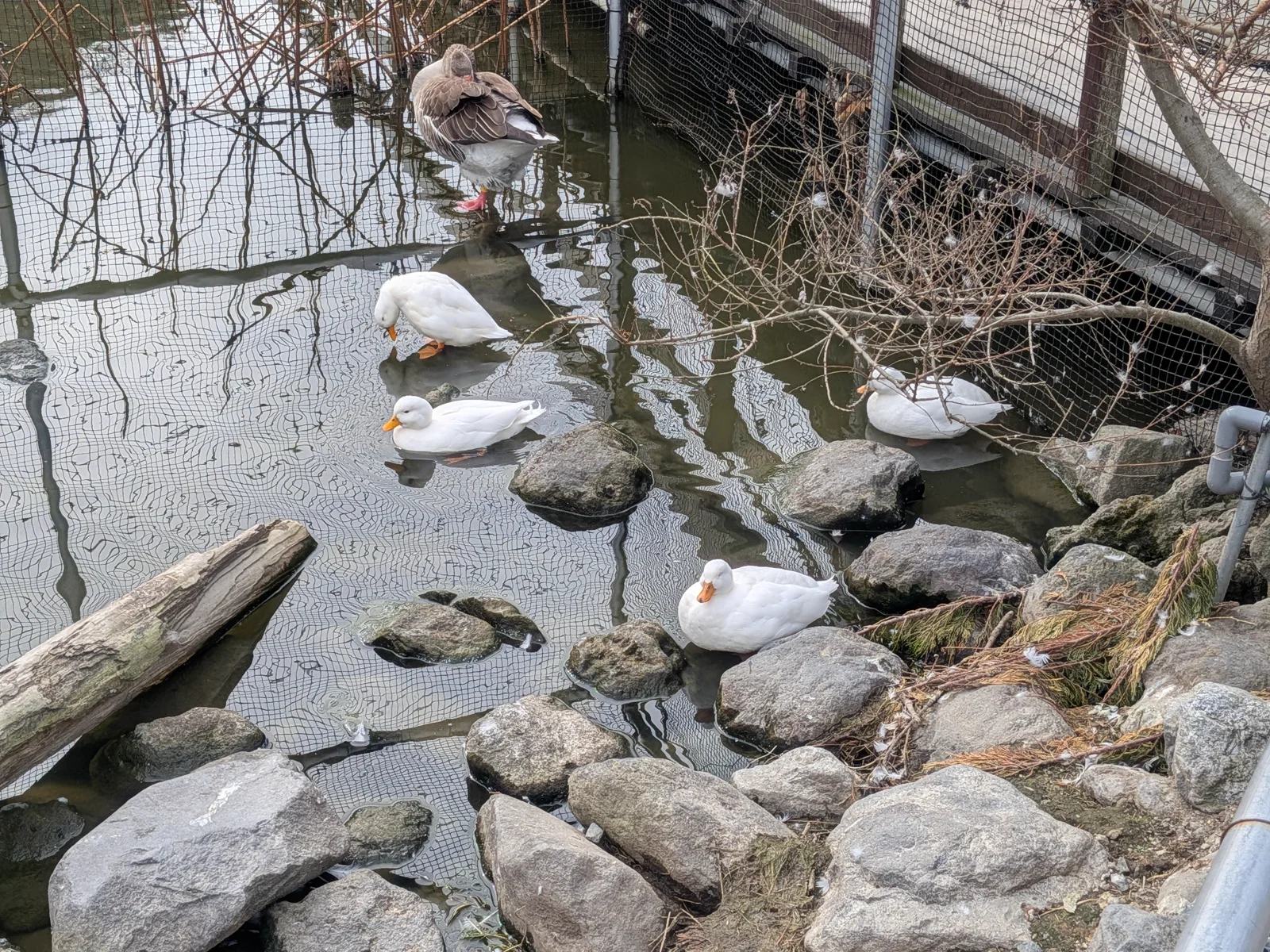 並んで進むガチョウやアヒルたち