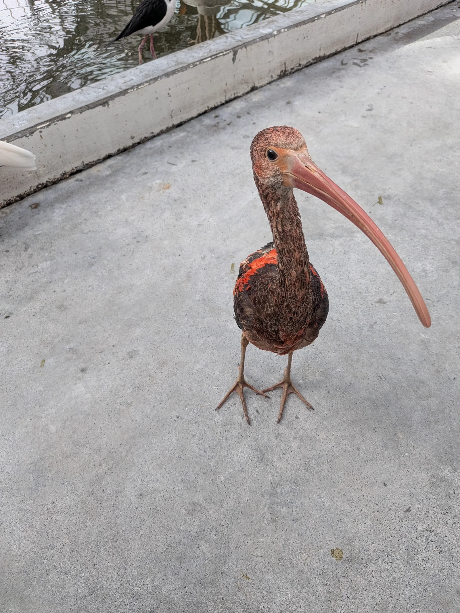 ショウジョウトキ