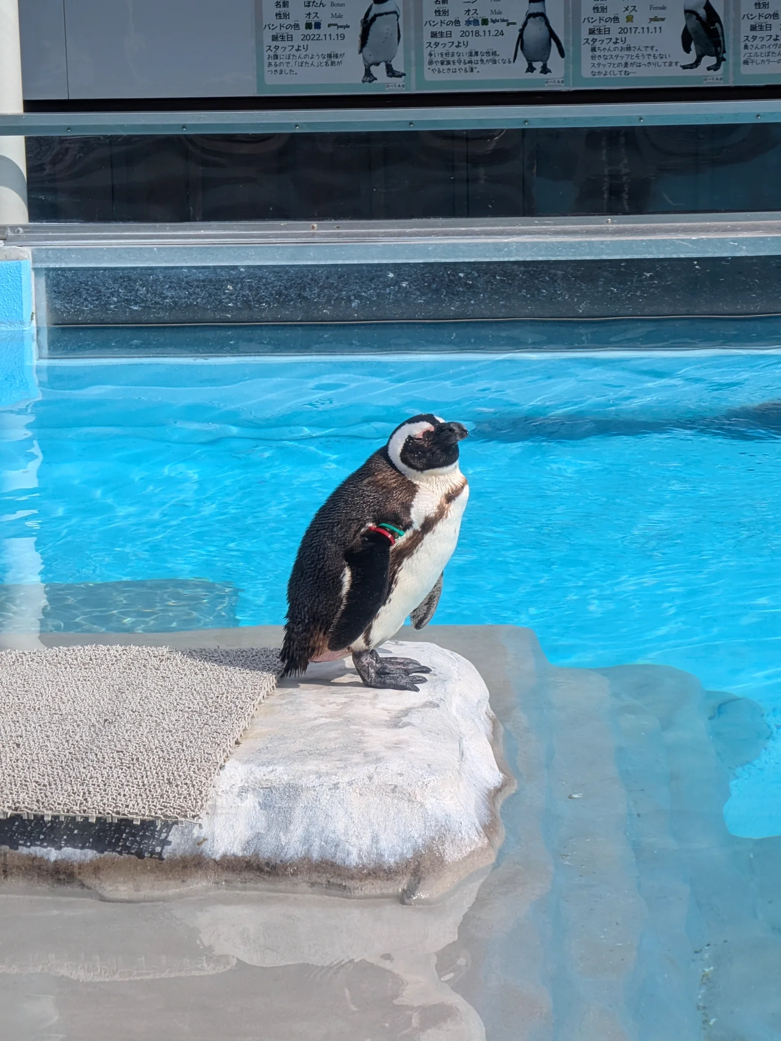 プールサイドでたたずむペンギン