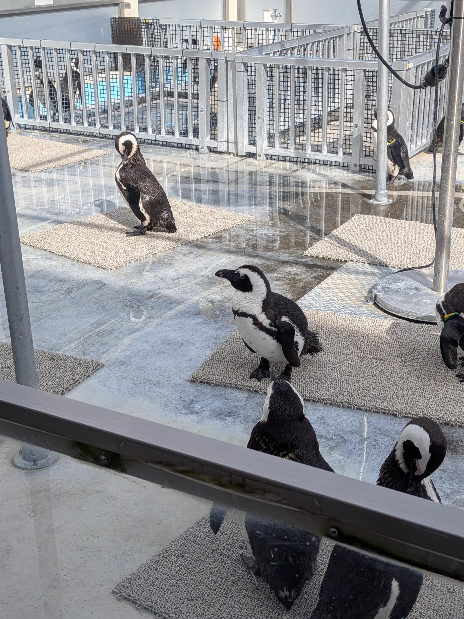 並んでこちらを見ているペンギンたち