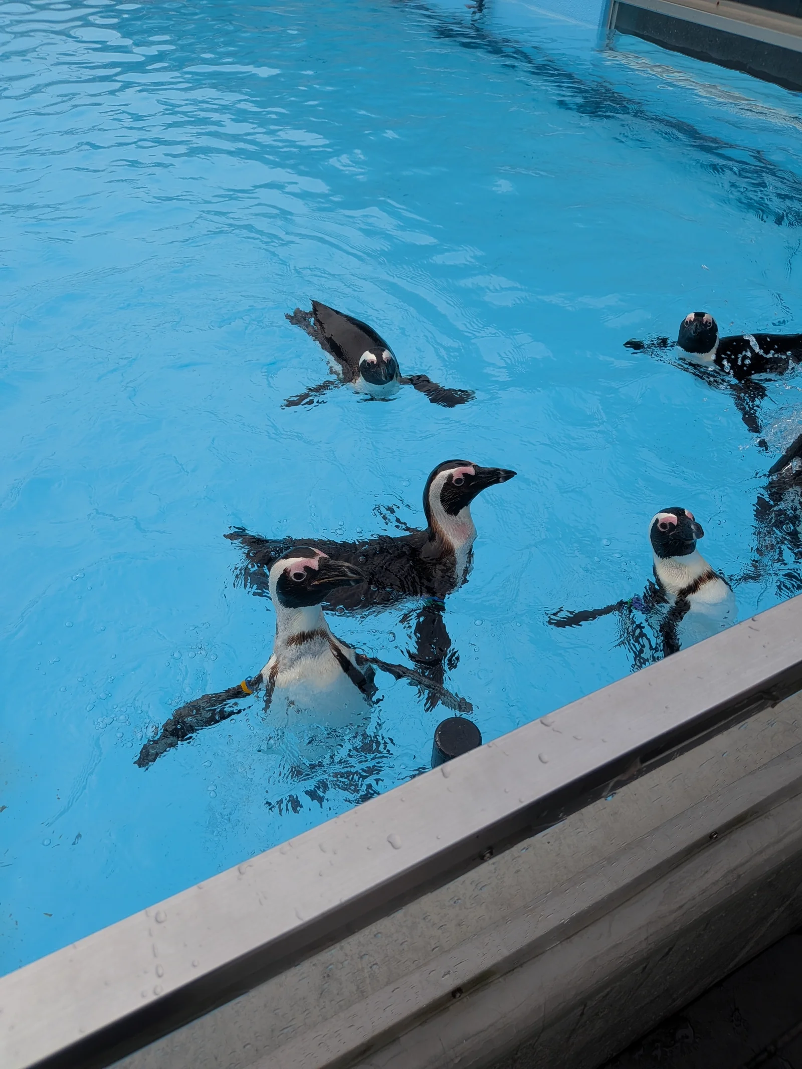 スイスイと気持ちよさそうに泳ぐペンギンたち