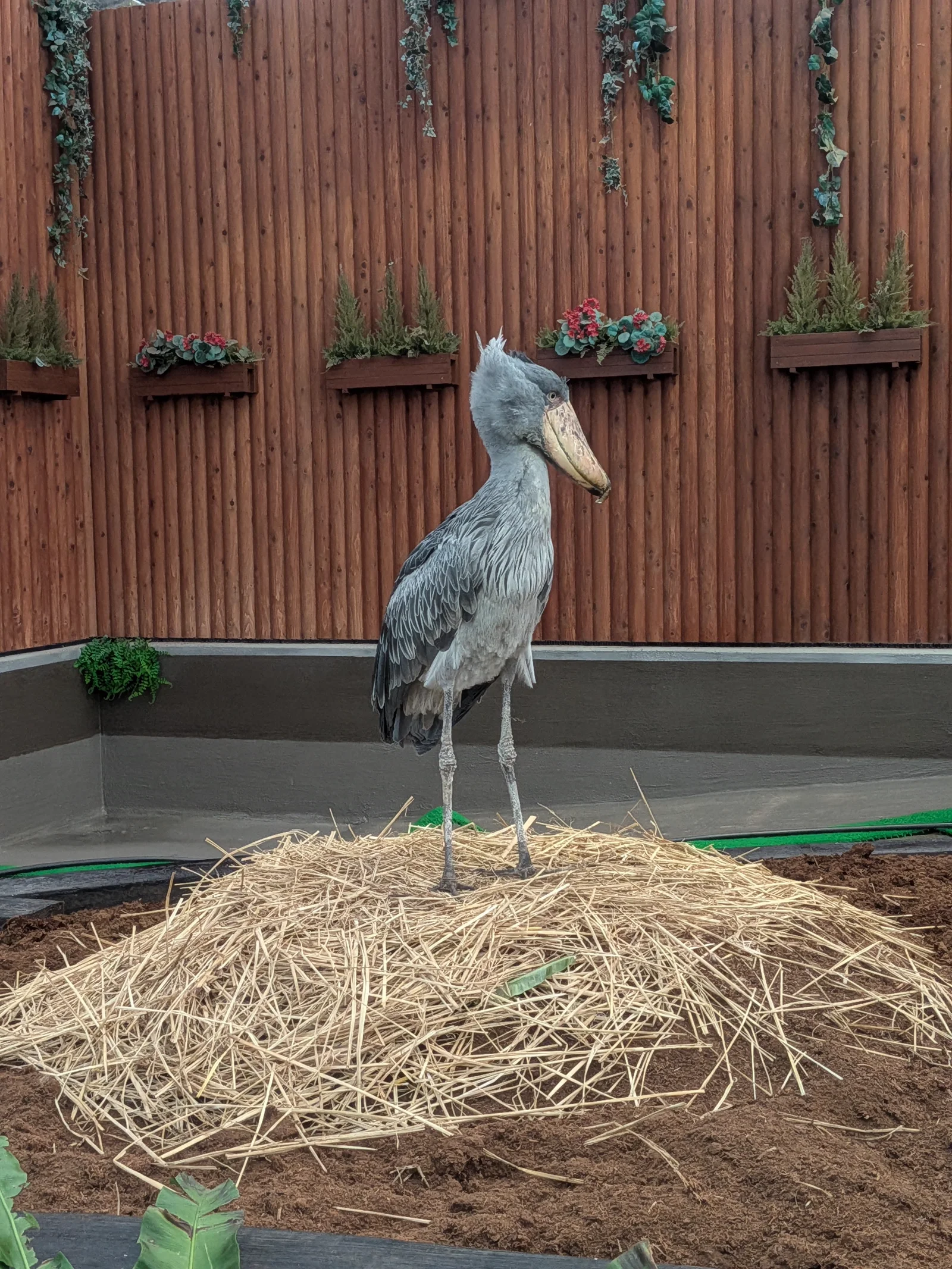 じっと一点を見つめて動かないハシビロコウ