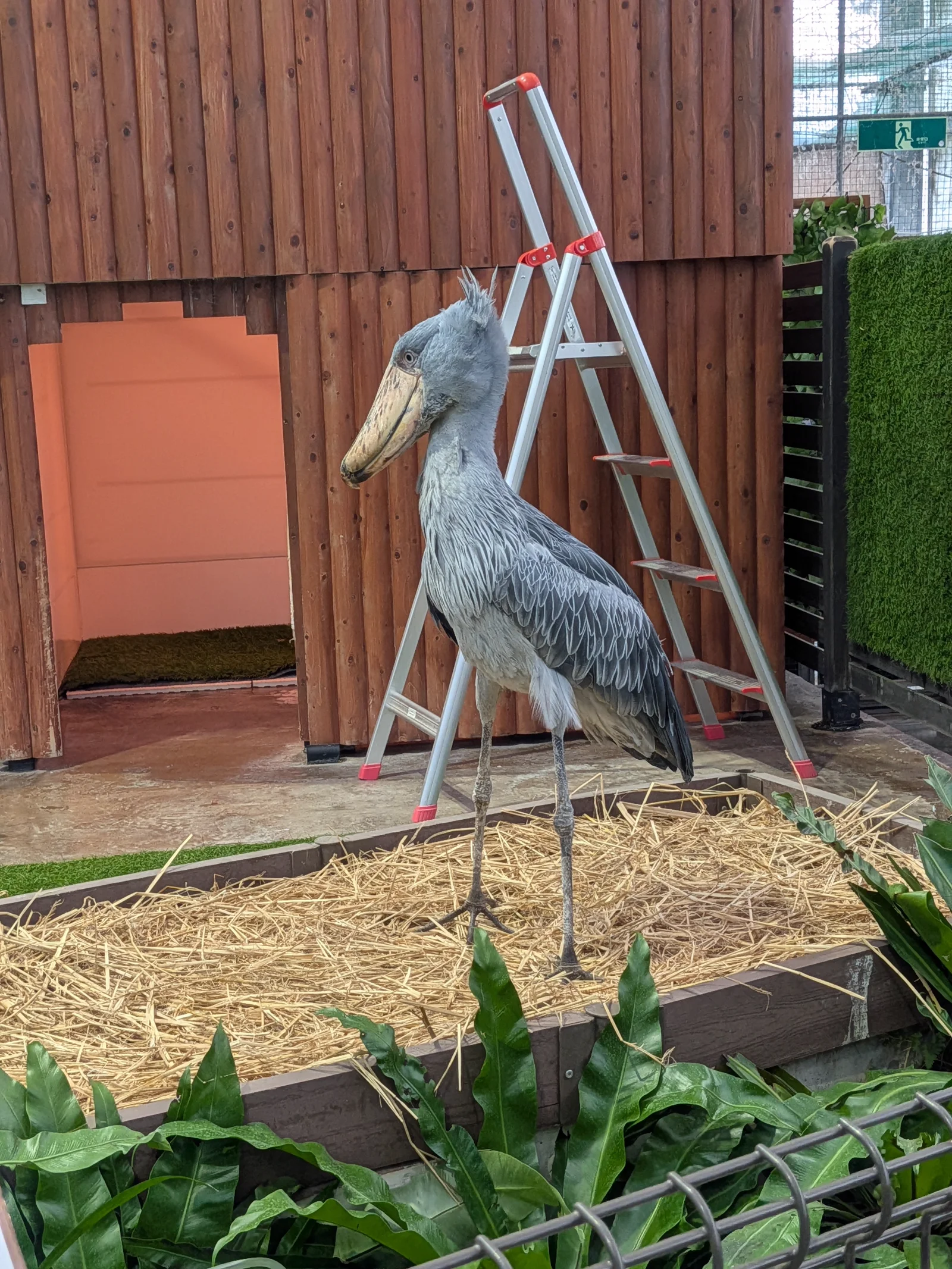 脚立の横に立つ大きなハシビロコウ