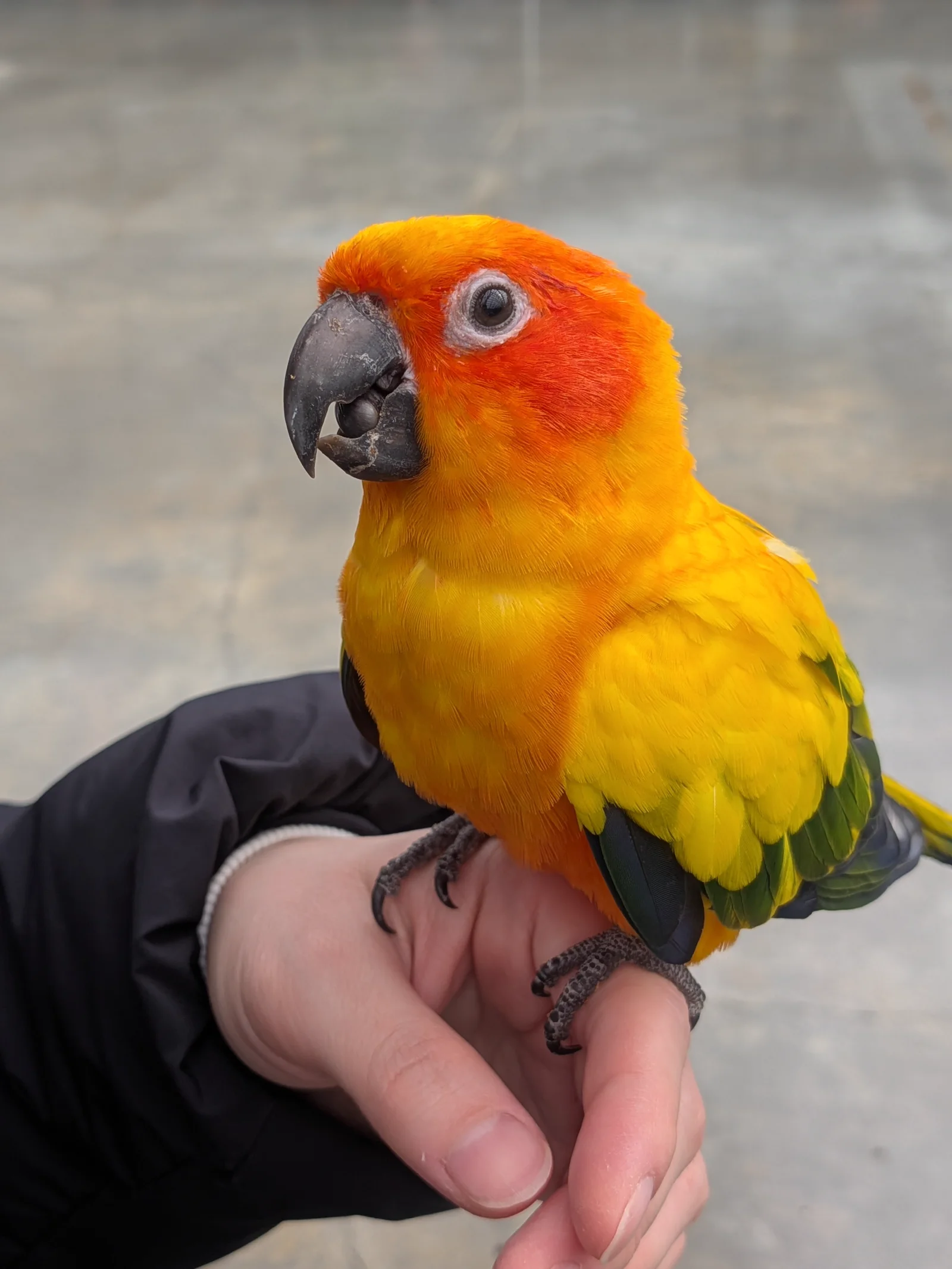 手の上に乗ってエサを食べるコガネメキシコインコ