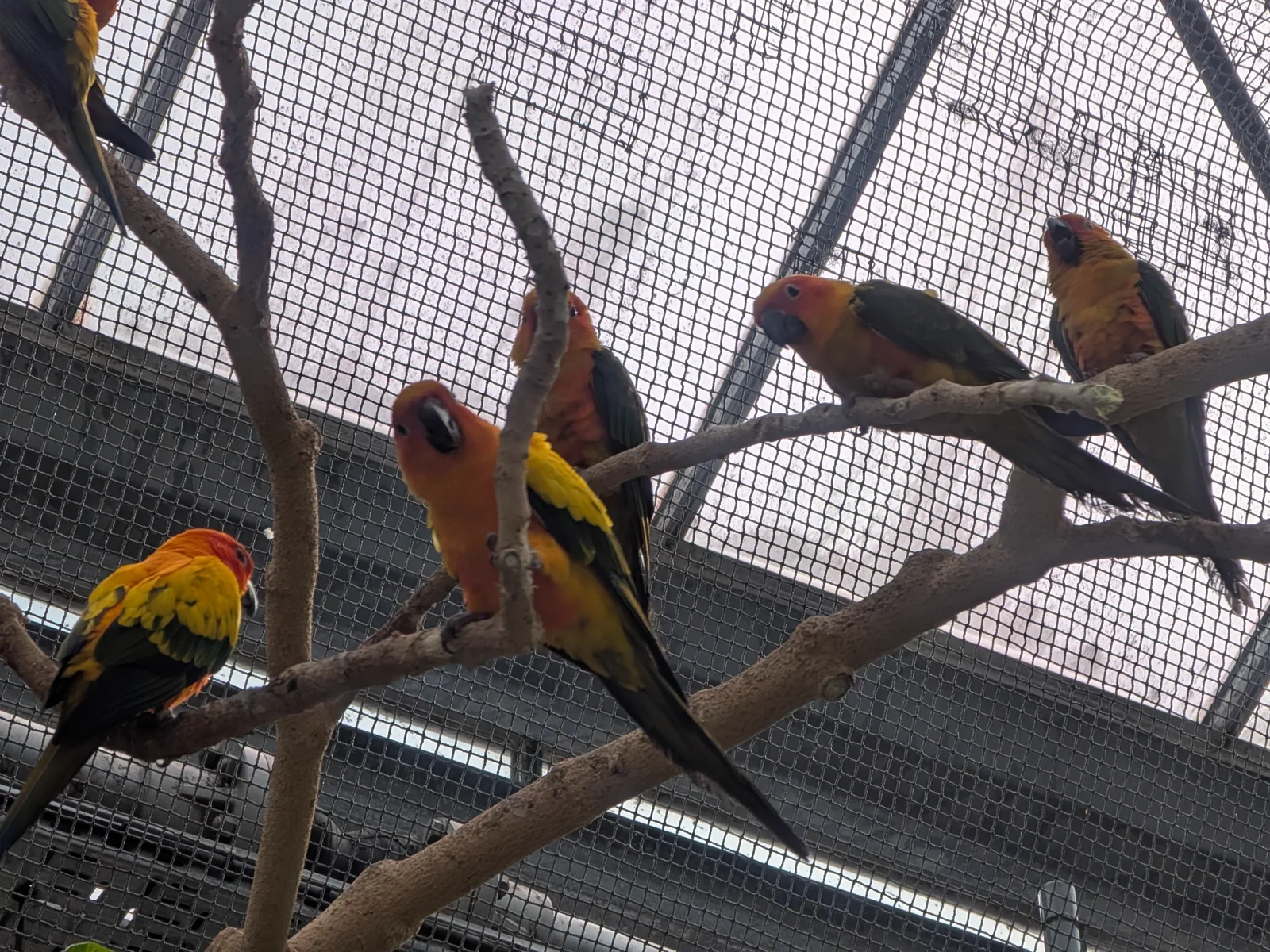 並んで木に止まっているインコたち