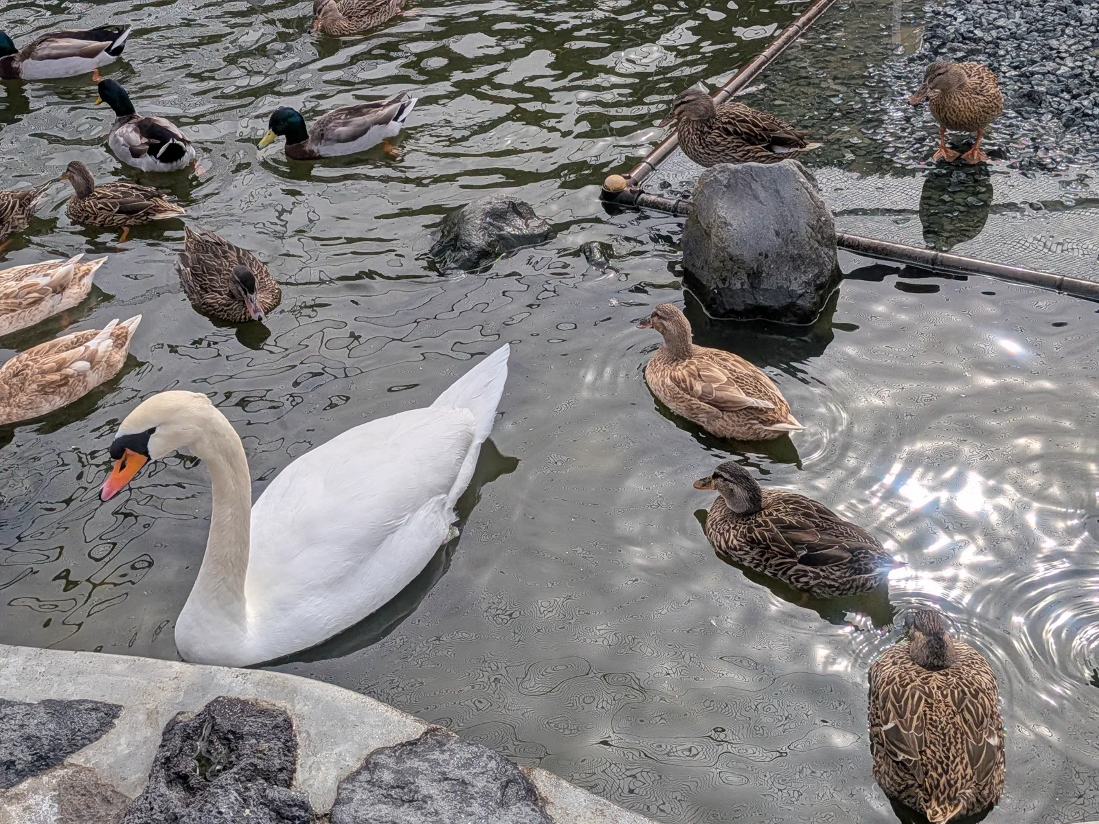 優雅な白鳥とカモたち