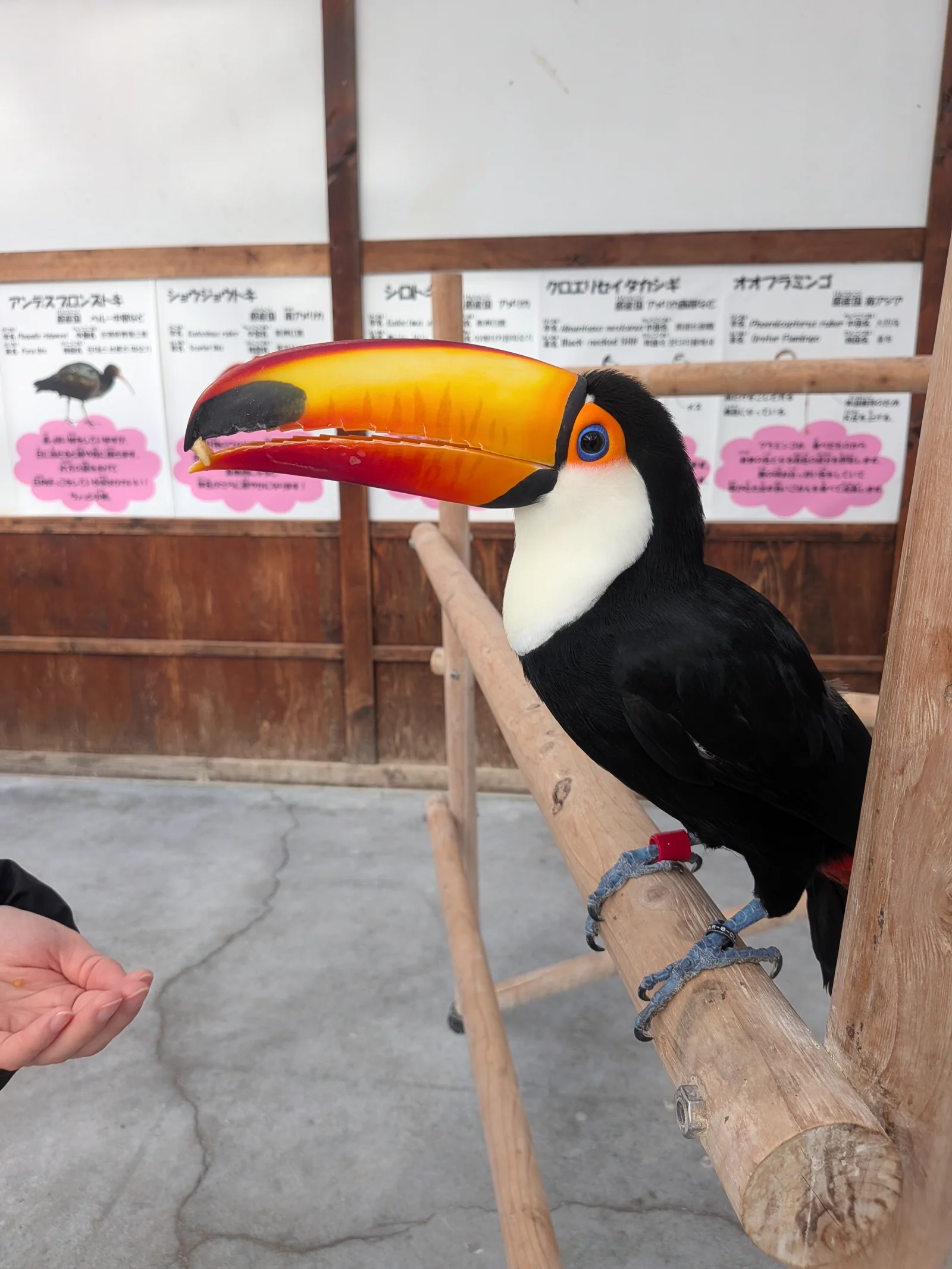 立派なくちばしを持つオニオオハシ