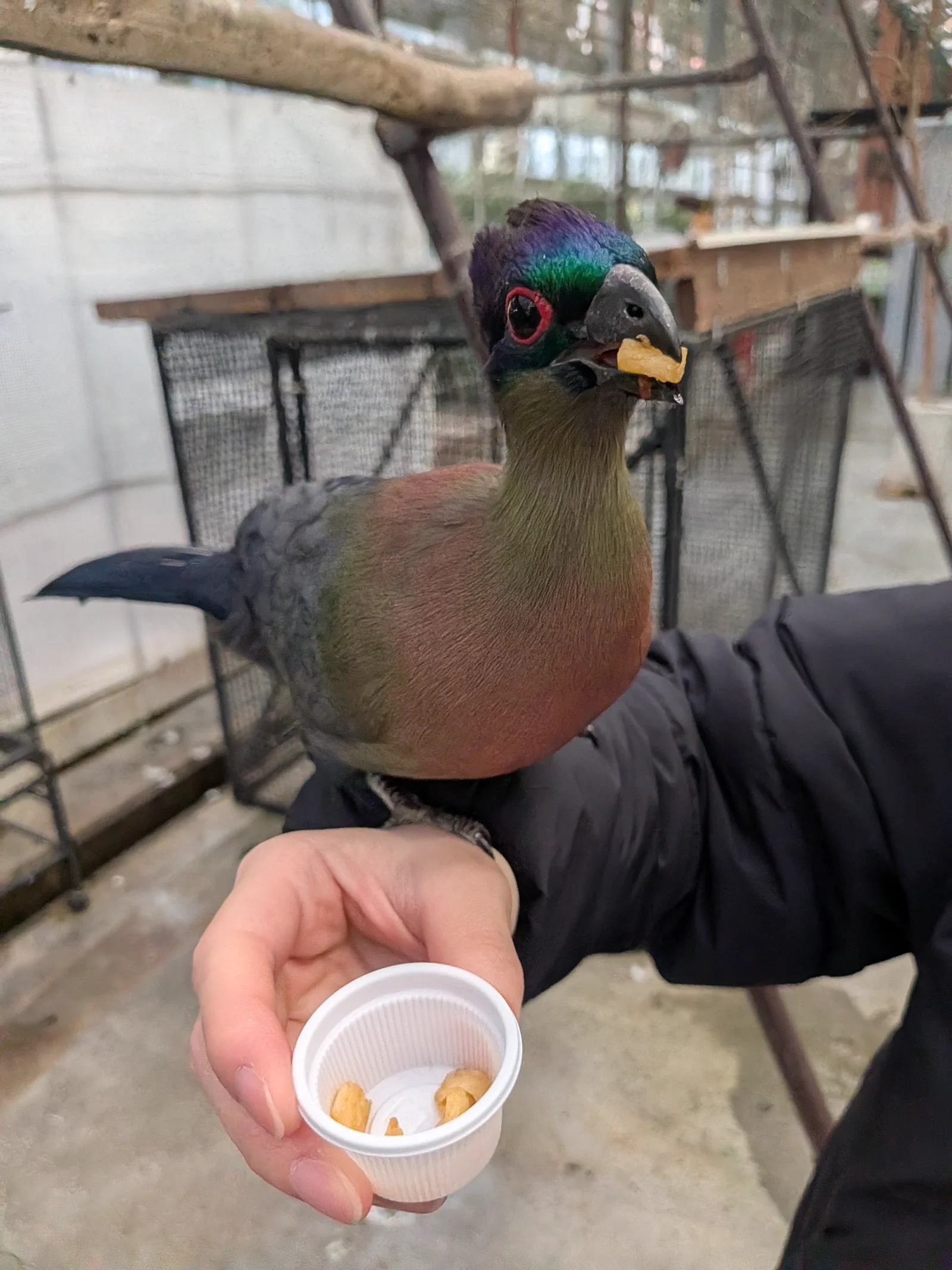 腕にちょこんと乗る鮮やかなエボシドリ