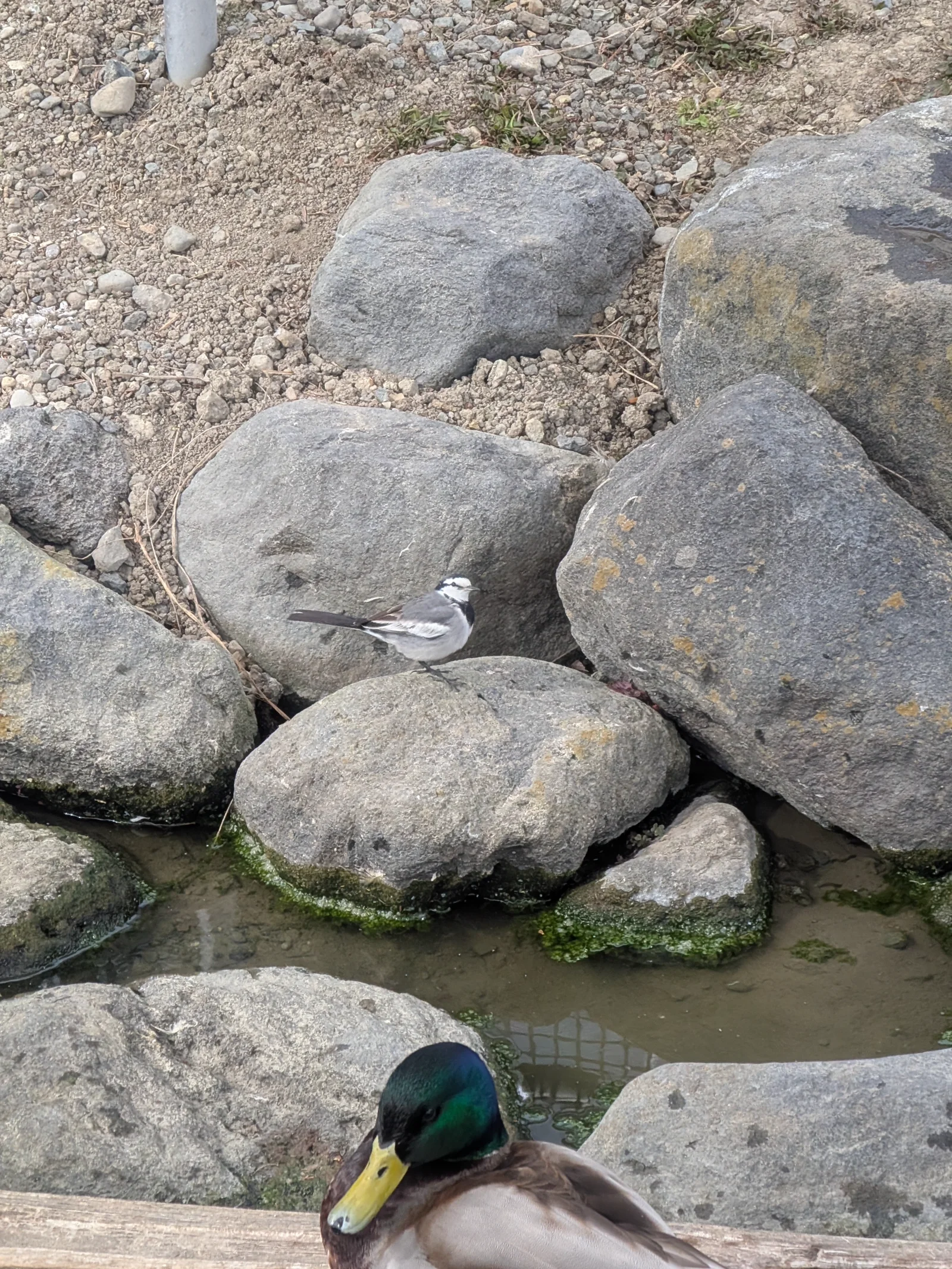 水辺のかわいらしいマガモとハクセキレイ