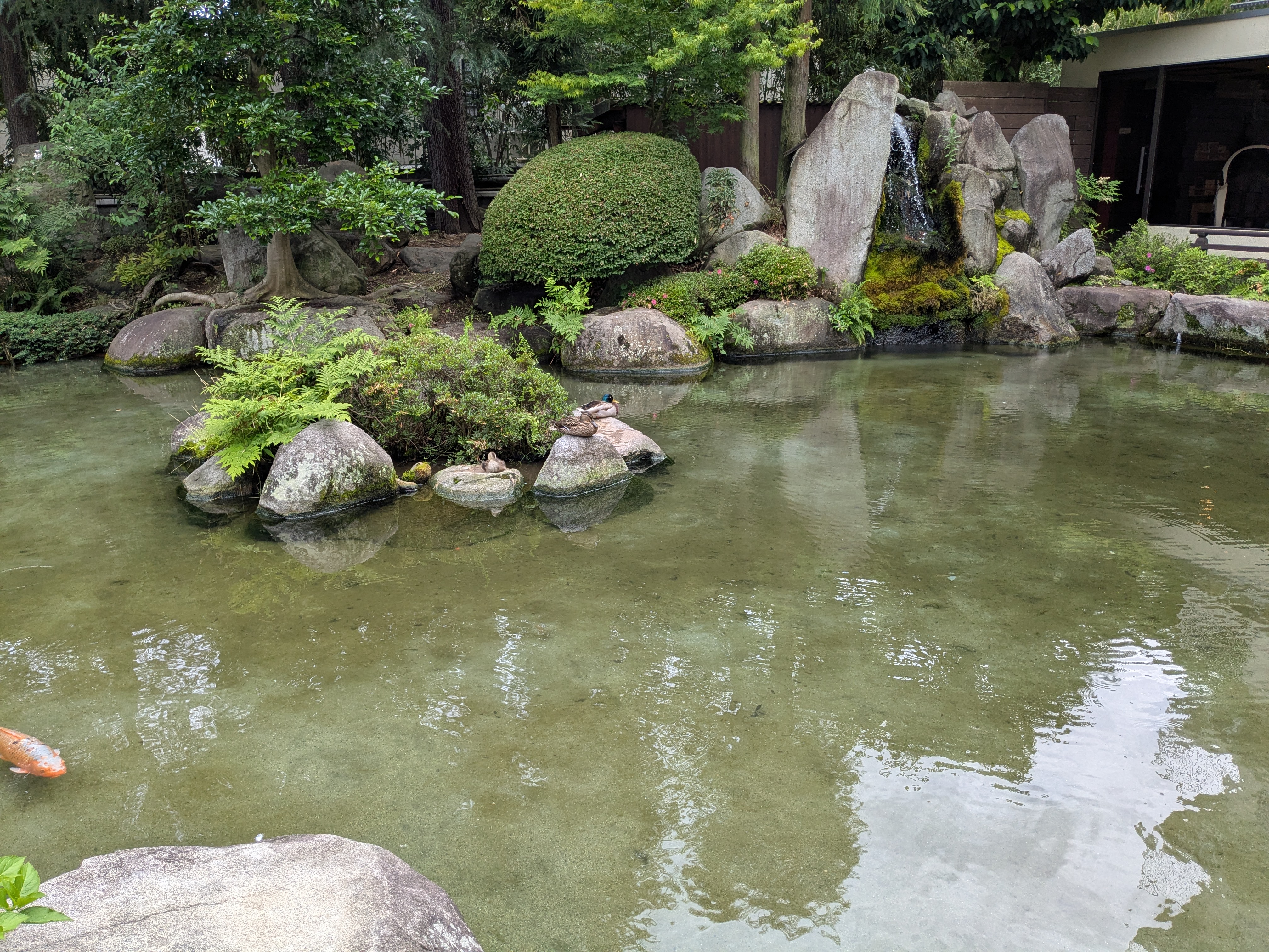 待ち構える鴨親子